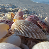 Sanibel Island Skjell