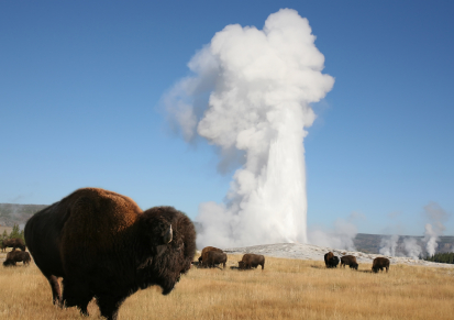 Yellowstone National Park bilde