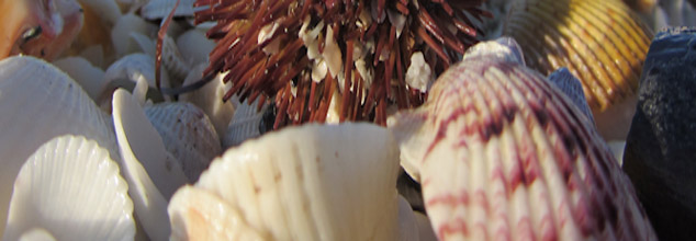 Sanibel_Shell
